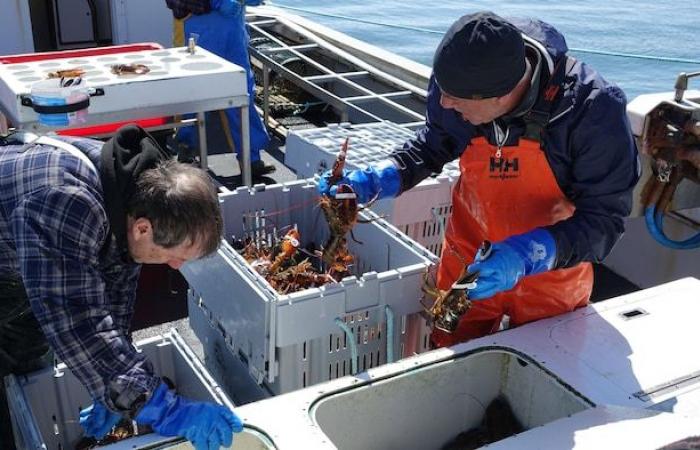 The lobster arrived on the Madelinots quays