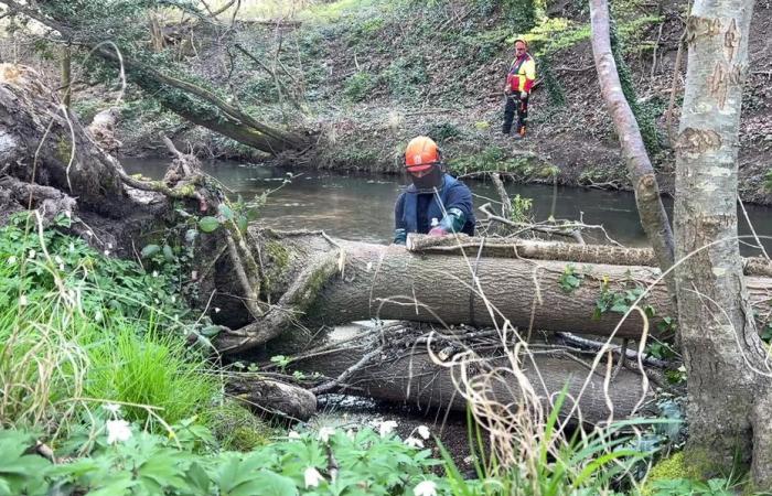 “Before water rose, but left faster”, how this forgotten practice makes it possible to fight against floods