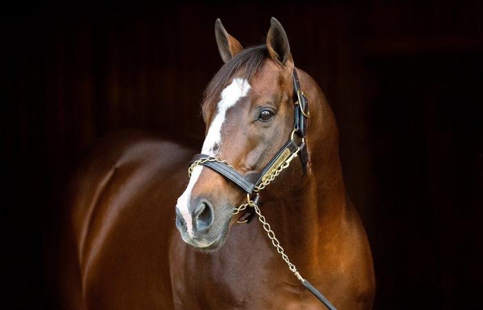 Into Mischief, the best American stallion, finally wins a real Kentucky Derby with Sovereignty