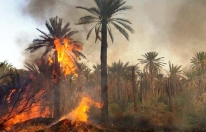 Disturbing resurgence of fires in the oases of Guelmim-Oued Noun