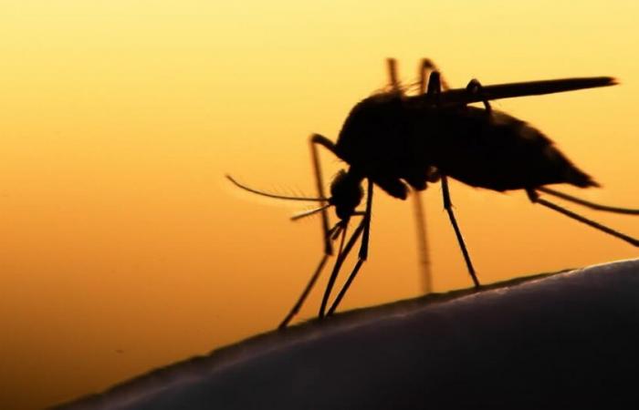 Our blood, a weapon against mosquitoes thanks to a drug?