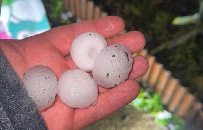 3000 lambs killed, a foudroyed foal, shattered cars … Images of violent thunderstorms in France
