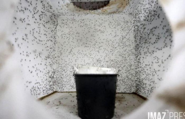 60,000 sterile male mosquitoes impregnated with insecticide soon released in Saint-Joseph