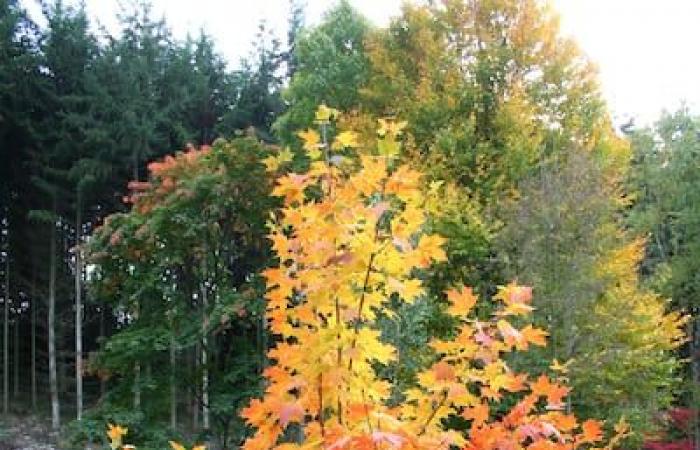 Thuya, sugar maple or lilac: what trees are the most numerous in Montreal?