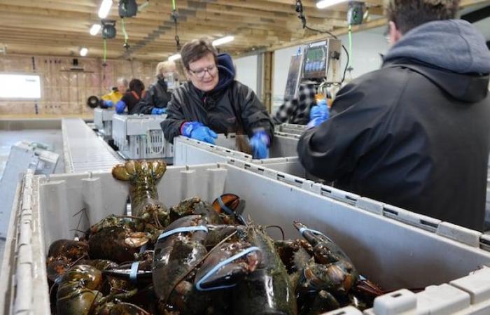 The lobster arrived on the Madelinots quays