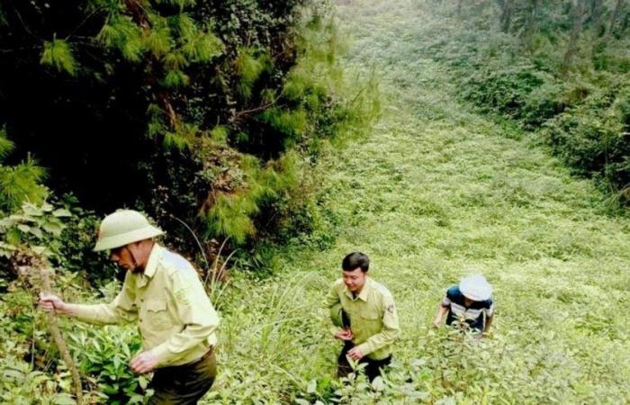 Nam Dan strengthens the prevention of forest fires on historic sites