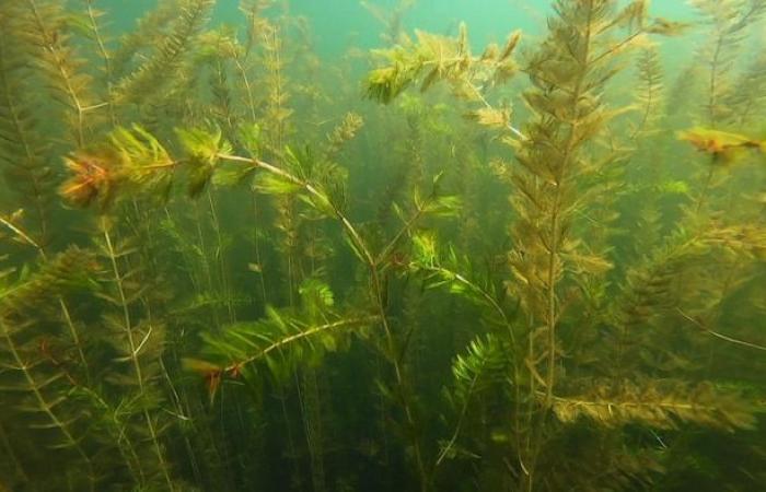 Invasive aquatic plants threaten the water bodies of the Montreal archipelago