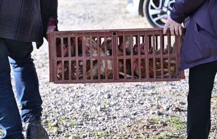 “We intend to save them all”: 6,000 hens to recover from an organic farming, the Champs Libres association is launching an urgent call