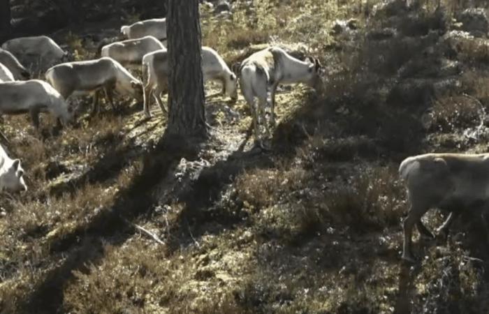 Millions of spectators, more than 20 days of live broadcasting … The amazing success of a Swedish program of “Slow TV” on the migration of impulses