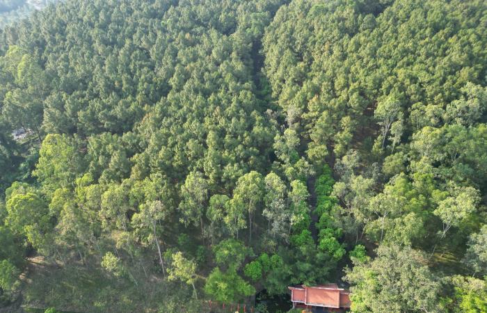 Nam Dan strengthens the prevention of forest fires on historic sites