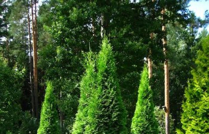 Thuya, sugar maple or lilac: what trees are the most numerous in Montreal?