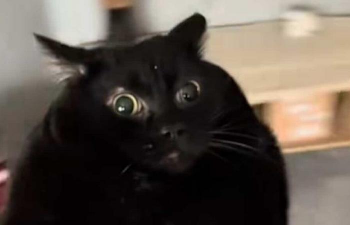 “Cat Spinning”: this is why this trend on Tiktok is dangerous for your cat