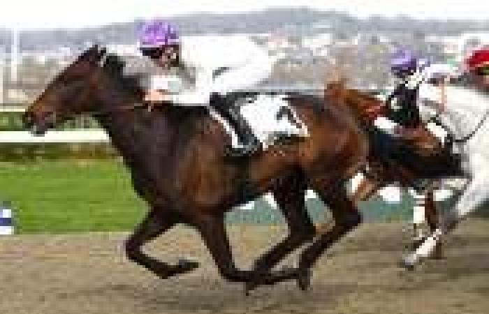 Free prognosis for the Samos price