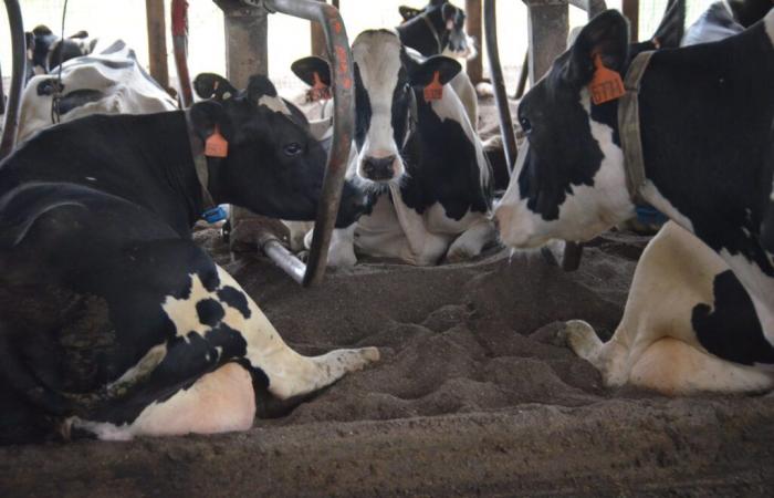 Avian flu on the dairy cow: Europe buys vaccines