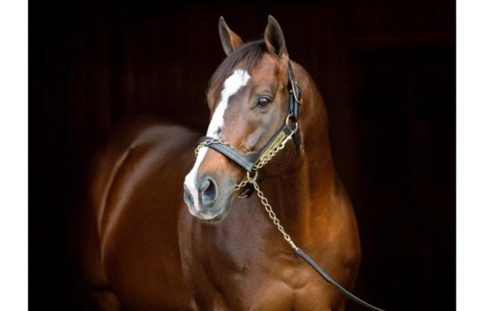 Into Mischief, the best American stallion, finally wins a real Kentucky Derby with Sovereignty