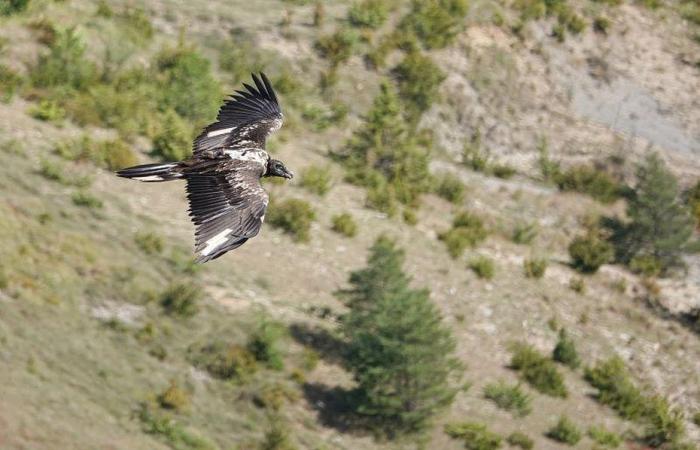 The Cévennes National Park announces the death of the Rei del Causse gypatus, the causes of the death of the traveler’s raptor remain mysterious