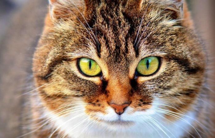 Compulsory catcage of cats in Switzerland refused by parliament