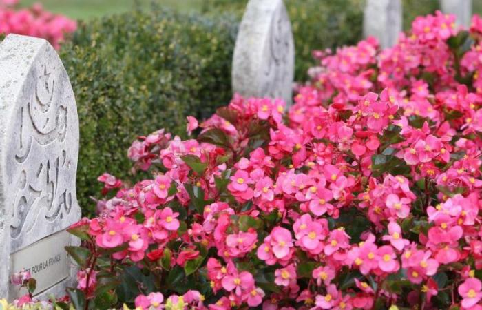 The project of a Muslim square in the cemetery ignites a small Thurgovian town – Rts.ch
