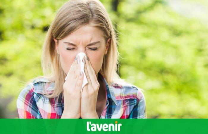 The grass pollens season is back in Belgium: here are the tips to avoid inconvenience