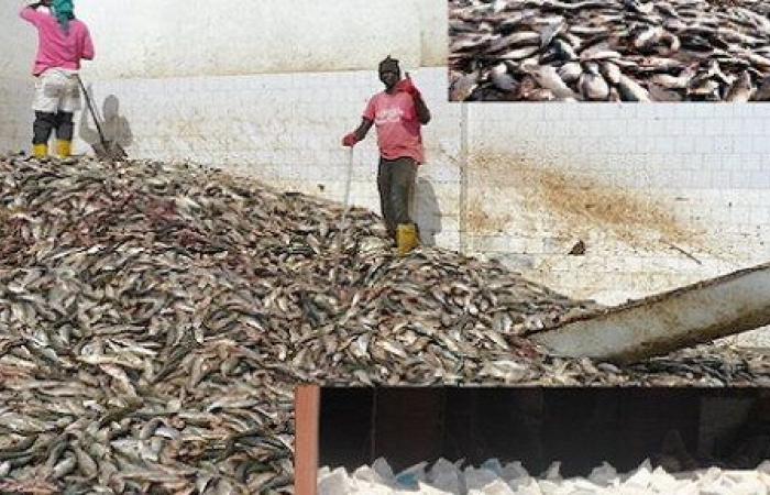 Fish flour factories installations: women transformatives in an ocean of concerns (1/9)