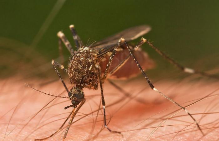 “Very few people are vaccinated,” comments the head of the ARS health emergencies
