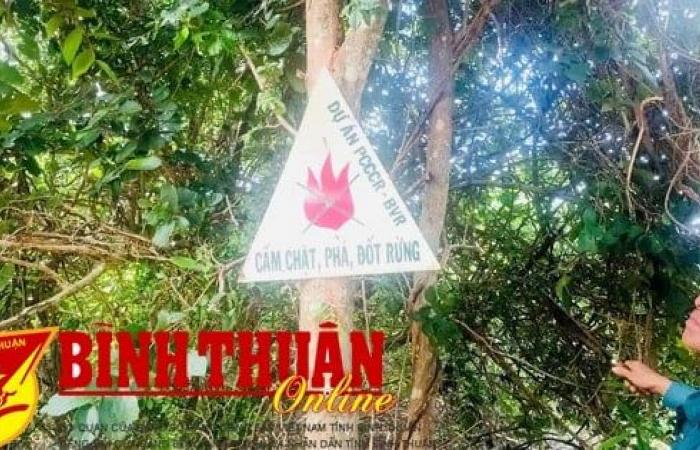 Proactively prevent forest fires during the dry season in the Hong Phong region