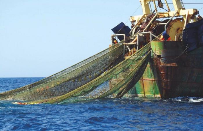 Morocco and Japan want to strengthen their cooperation in the field of maritime fishing – Telquel.ma