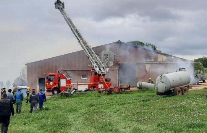 Over 70 cattle are facing the fire from the farm