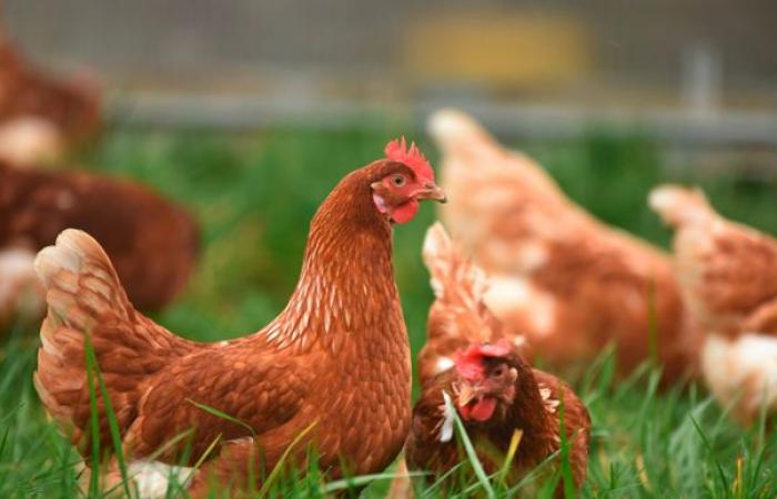 The measures to combat salmonella in chickens validated by the Council of State