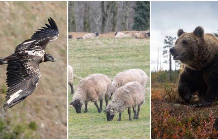 More than 3,000 lambs killed, Rei del Causse died and a hunter sentenced for killing the caramel bear … most of the news in the region