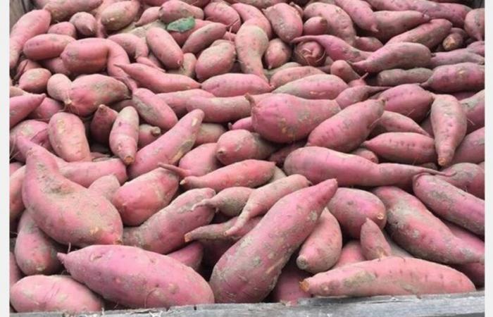 “The limited offer and high demand maintain the prices of sweet potatoes of North Carolina at a high level”