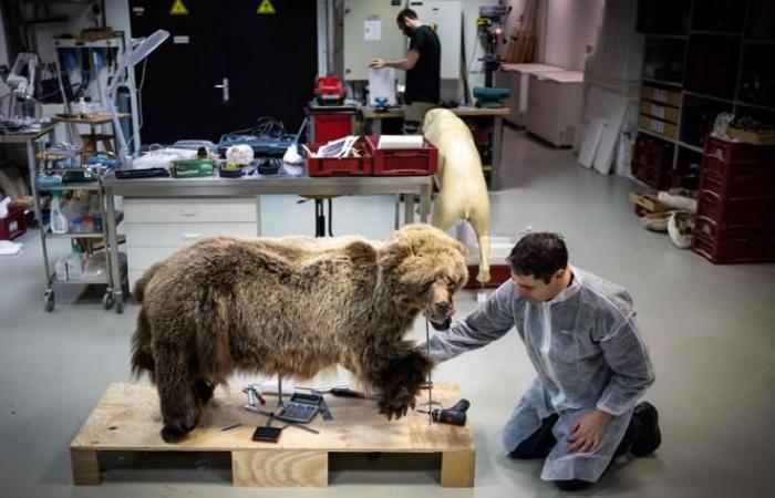 The hunter who killed a bear during an illegal hunt in the Pyrenees in 2021 sentenced to four months in prison sentence