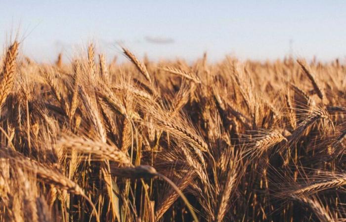 41% forecast increase in cereal harvest – Telquel.ma