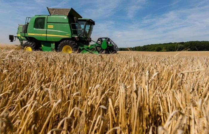 Agricultural campaign: forecast increase of 41% of the cereal harvest