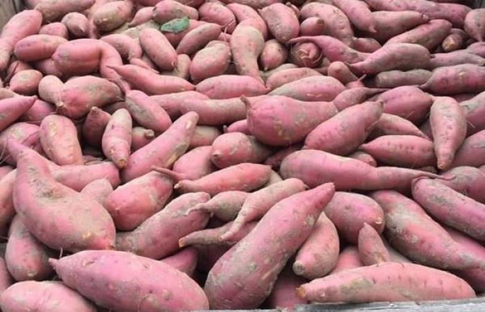 “The limited offer and high demand maintain the prices of sweet potatoes of North Carolina at a high level”