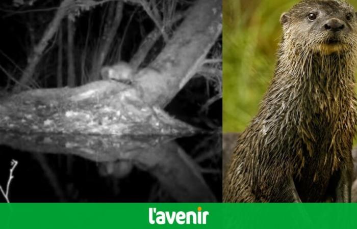 In danger of extinction, a otter observed in a natural reserve in Antwerp: “Our efforts bear fruit” (video)