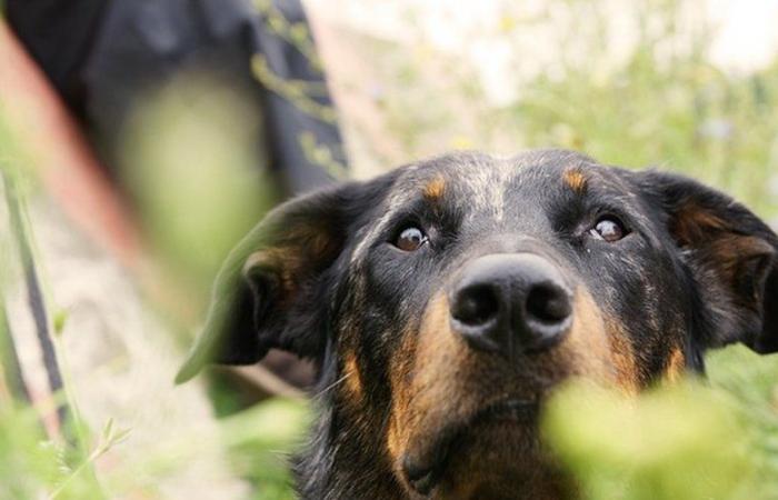“From there to do that …”: they find their dog dead in a field, the legs tied up, several weeks after his disappearance