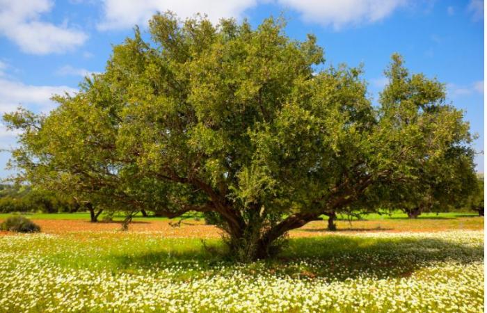 A lever to alleviate the effects of climate change