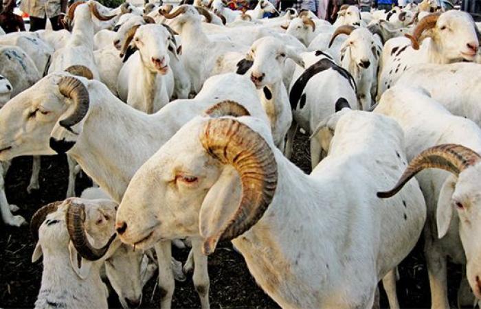 Tabaski 2025: Ziguinchor needs 25,000 sheep – Lequotidian