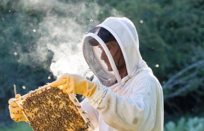 The return of neonicotinoids to France would be “a disaster” for beekeepers, deplores the sector