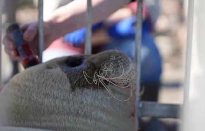 A seal harassed by young people rescued in Portneuf