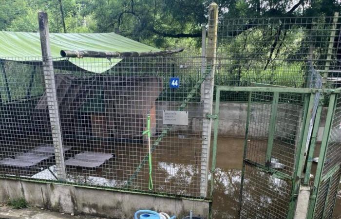 This Lot-et-Garonne refuge has been flooded since the construction of a bridge next