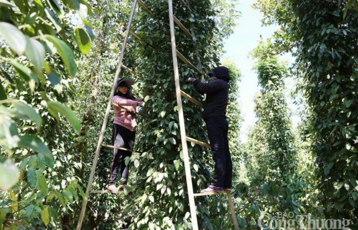 Forecasts for the price of domestic pepper for tomorrow, on May 7, 2025, continue to decrease