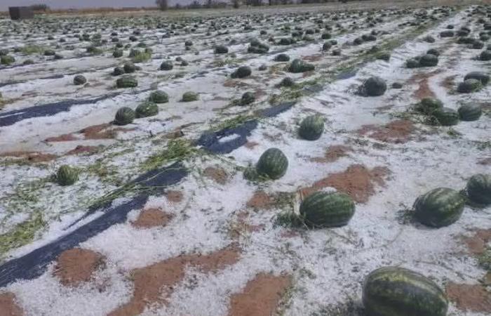 Farmers looking for support after harvests damaged by the storm