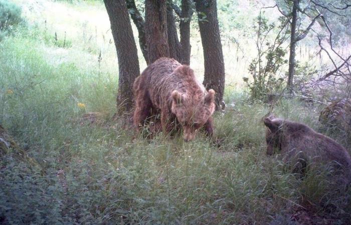The hunter who killed the caramel bear in the Pyrenees sentenced to four months suspended prison sentence