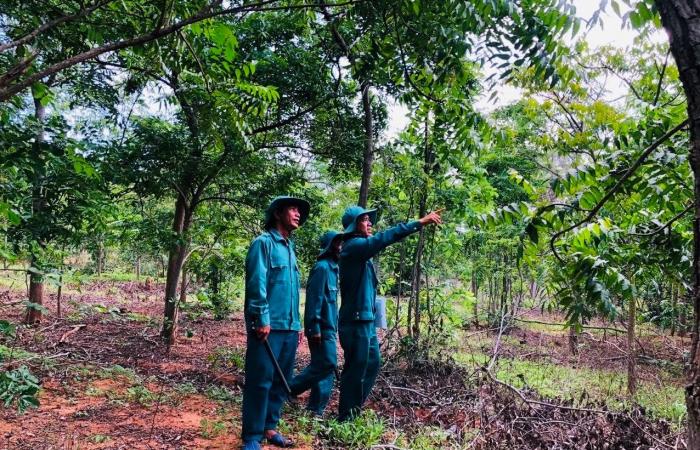 Proactively prevent forest fires during the dry season in the Hong Phong region