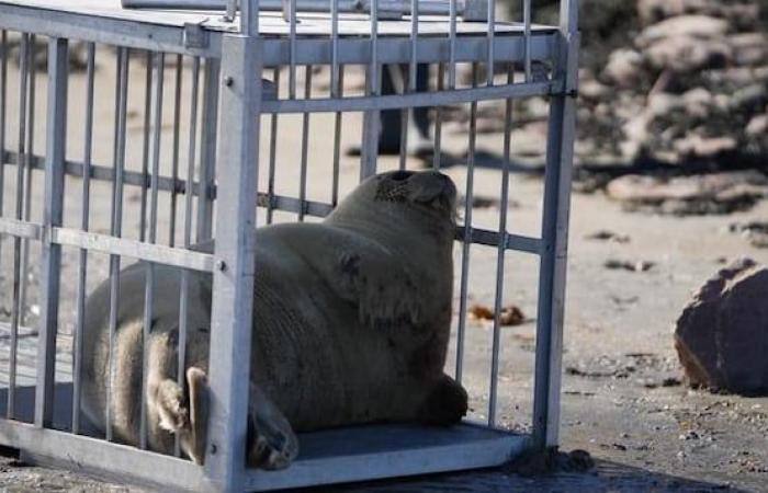 A seal harassed by young people rescued in Portneuf