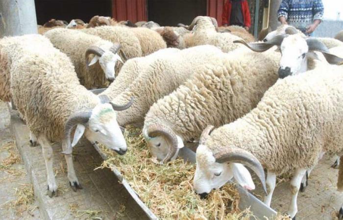 Launching a support for small Eastern sheep farmers