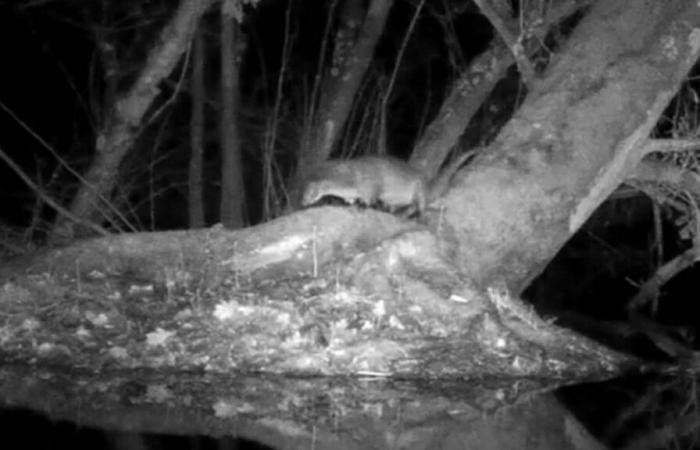 Rare images of a otter in Belgium give hope: “Our efforts on the ground bear fruit”