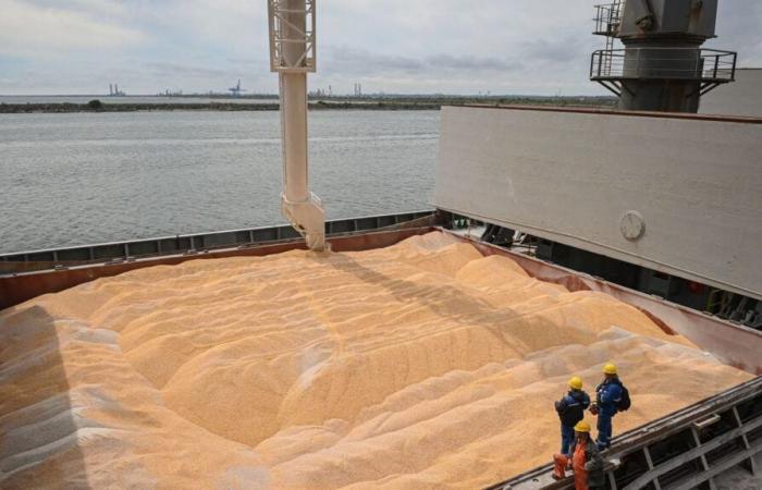 Morocco imported nearly 310,000 tonnes of European wheat in two weeks, a record